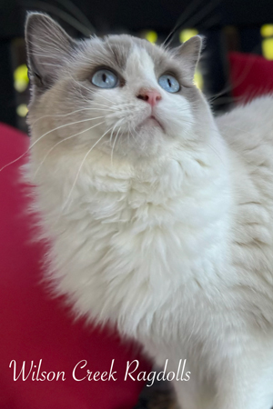 Valentina