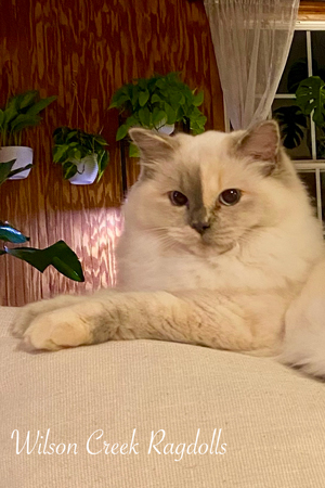 Kit